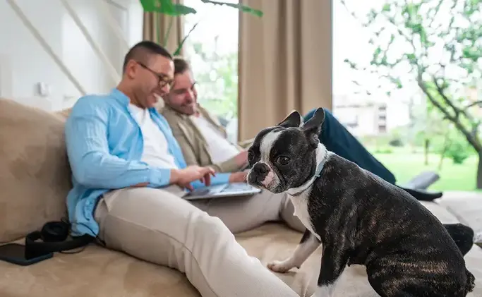 Pets by Consent: Why this is the best option